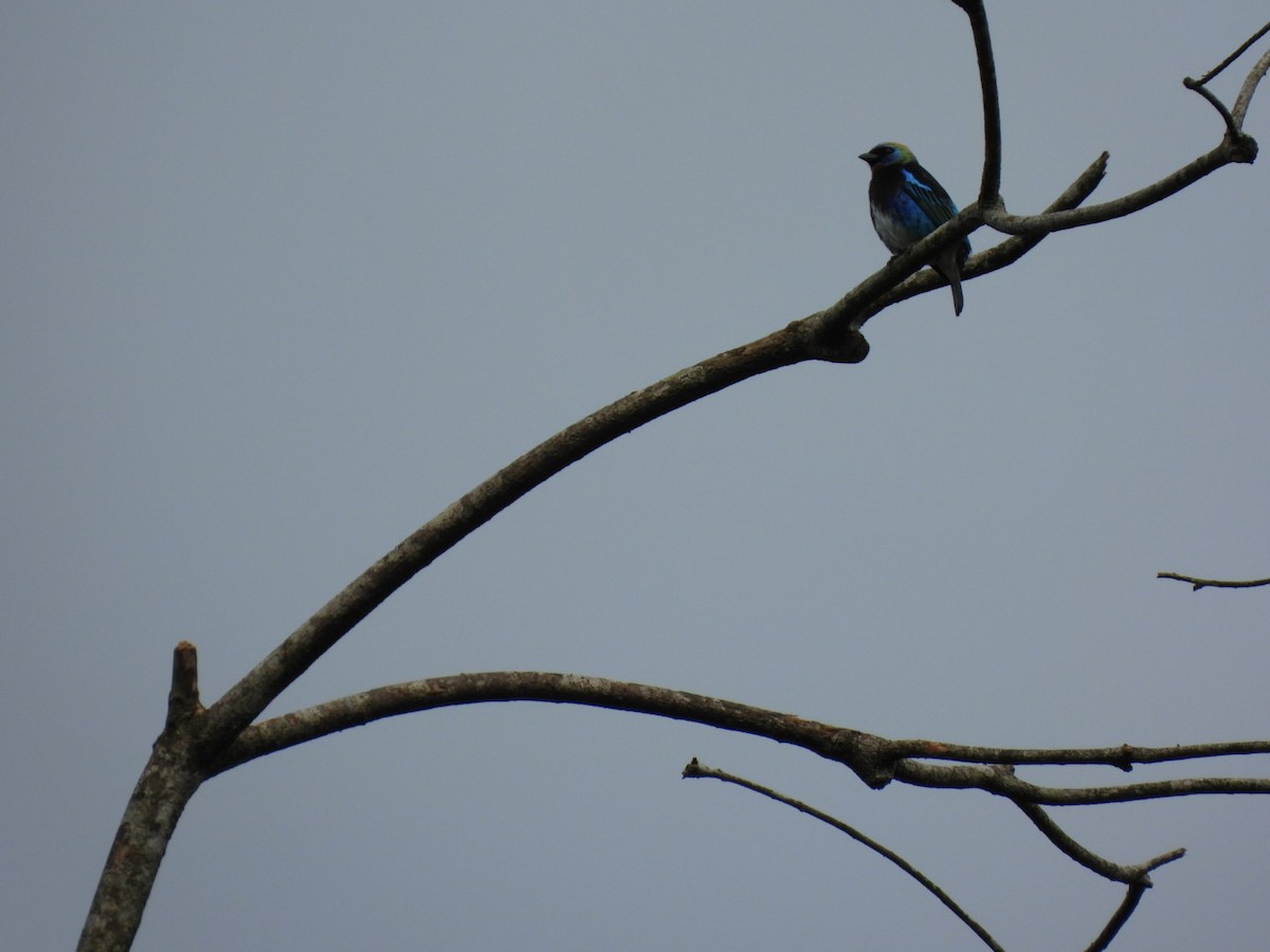 Золотистоголовая танагра - ML647156304