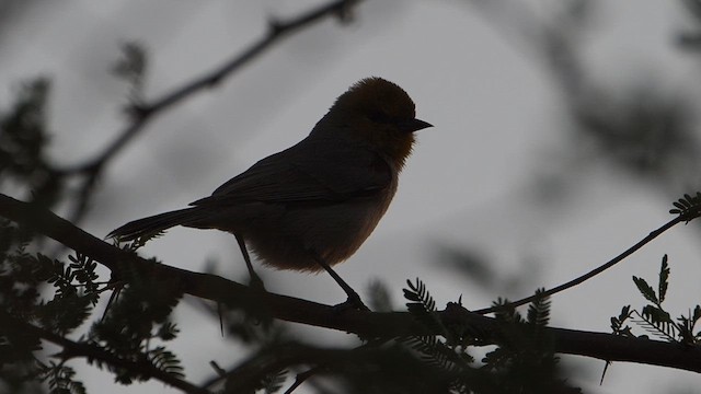 Verdin - ML647156306