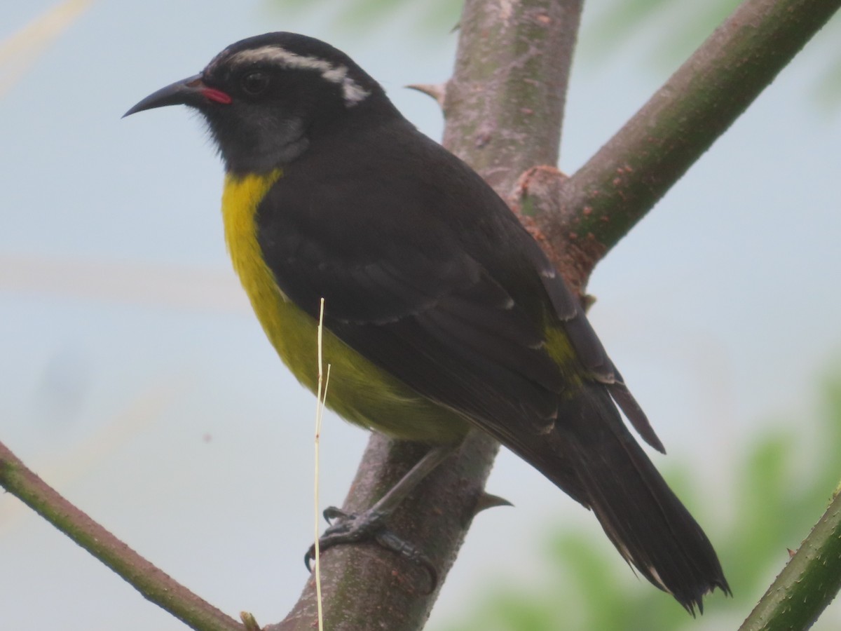 Bananaquit - ML647156312