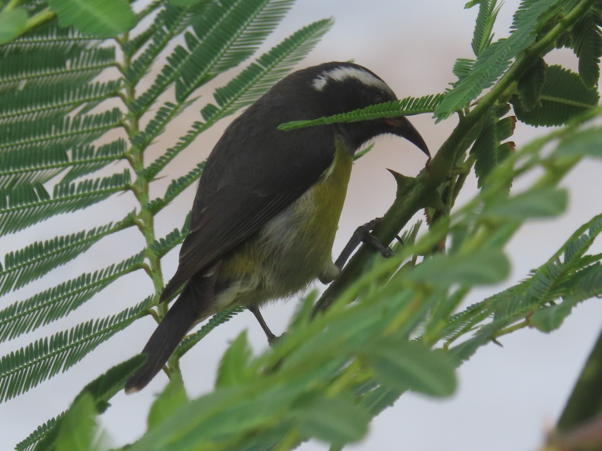 Bananaquit - ML647156313