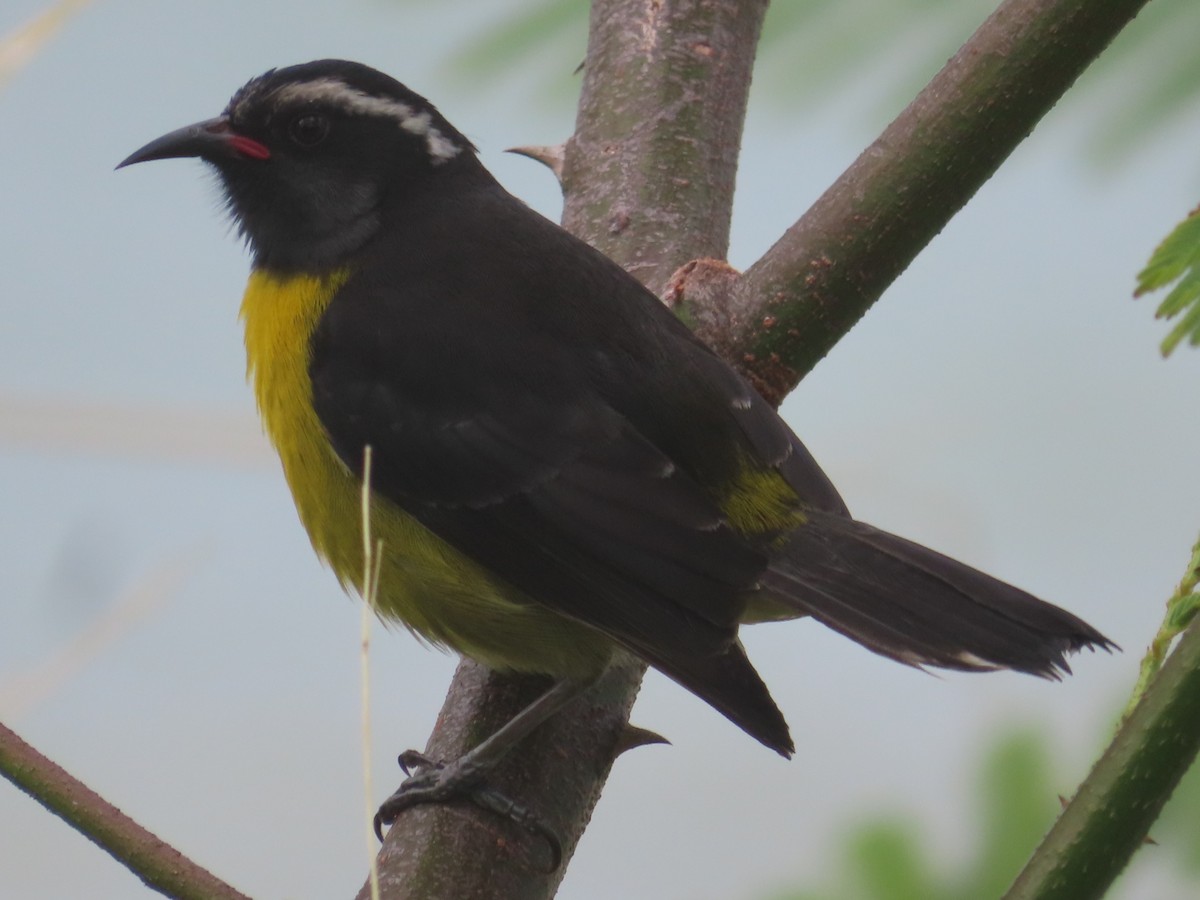 Bananaquit - ML647156315