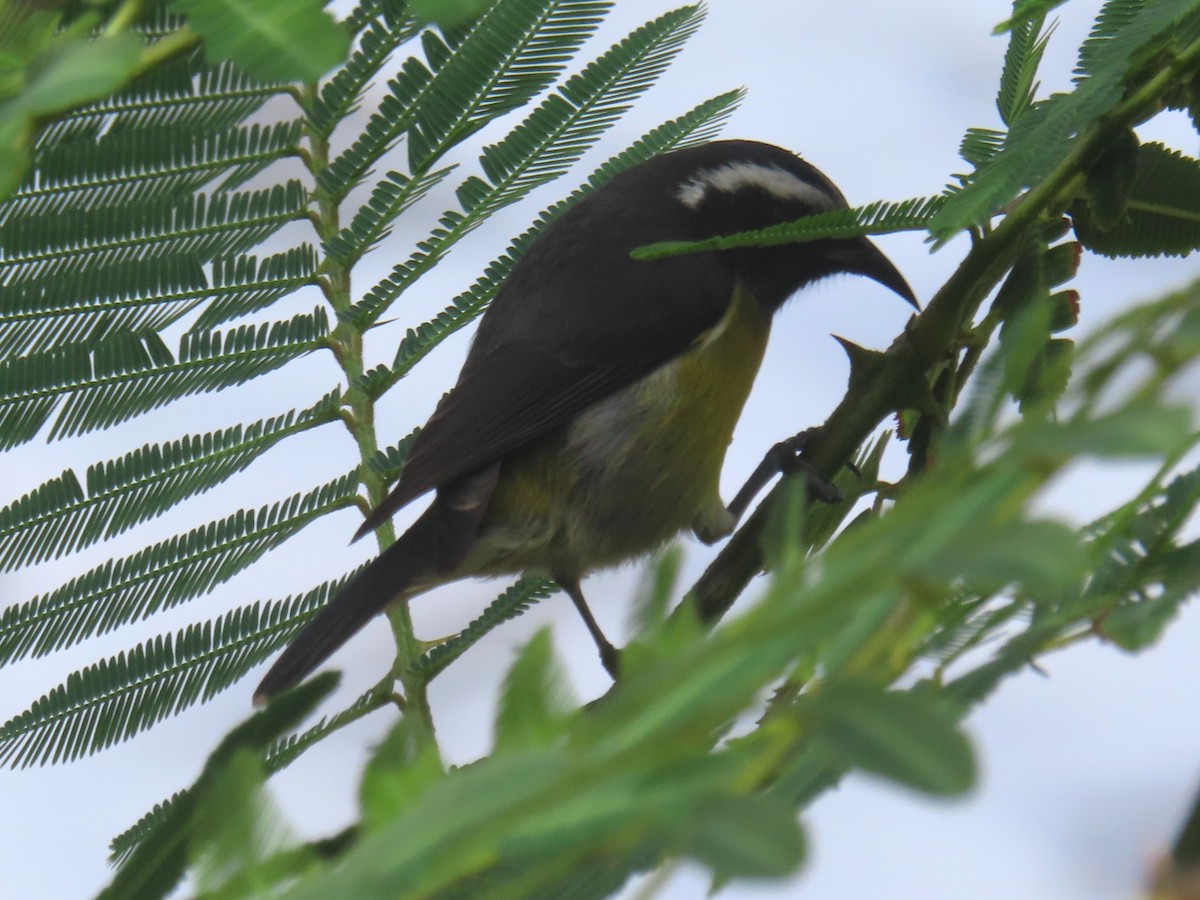 Bananaquit - ML647156317