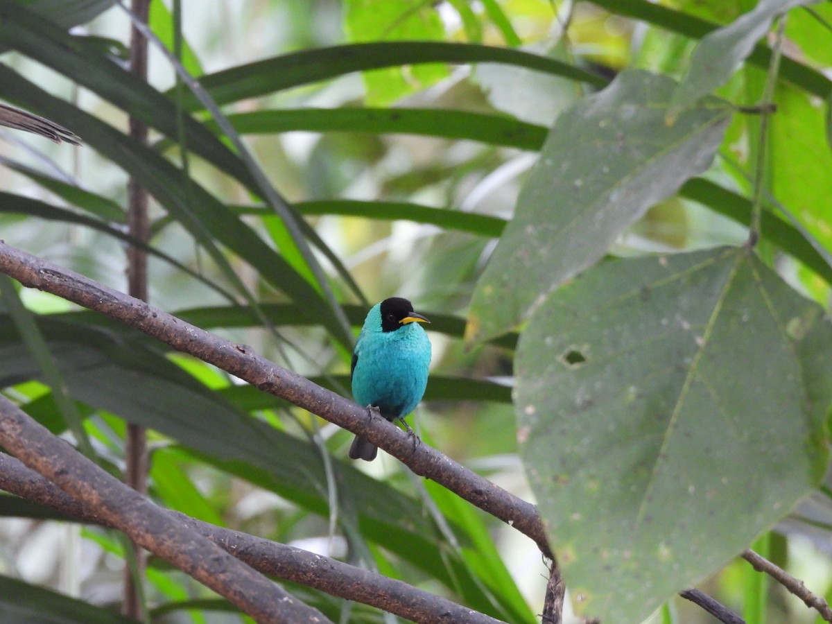 Green Honeycreeper - ML647156318