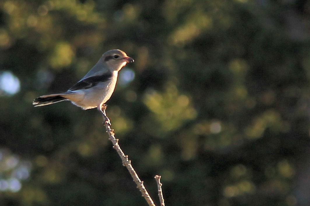 חנקן צפוני - ML647156319