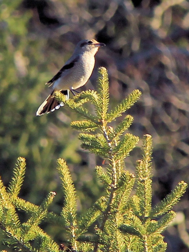 חנקן צפוני - ML647156320