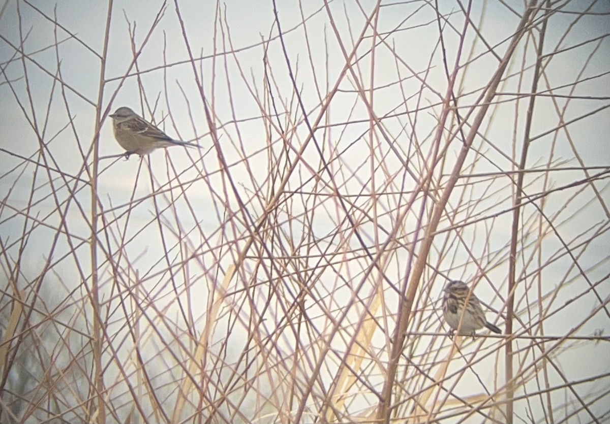 American Tree Sparrow - ML647156337