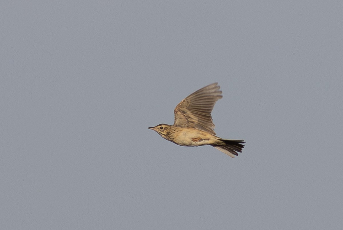 Степной конёк - ML647156340