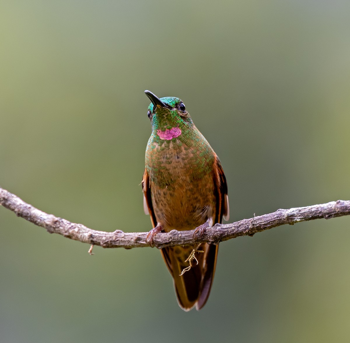 Fawn-breasted Brilliant - ML647156346