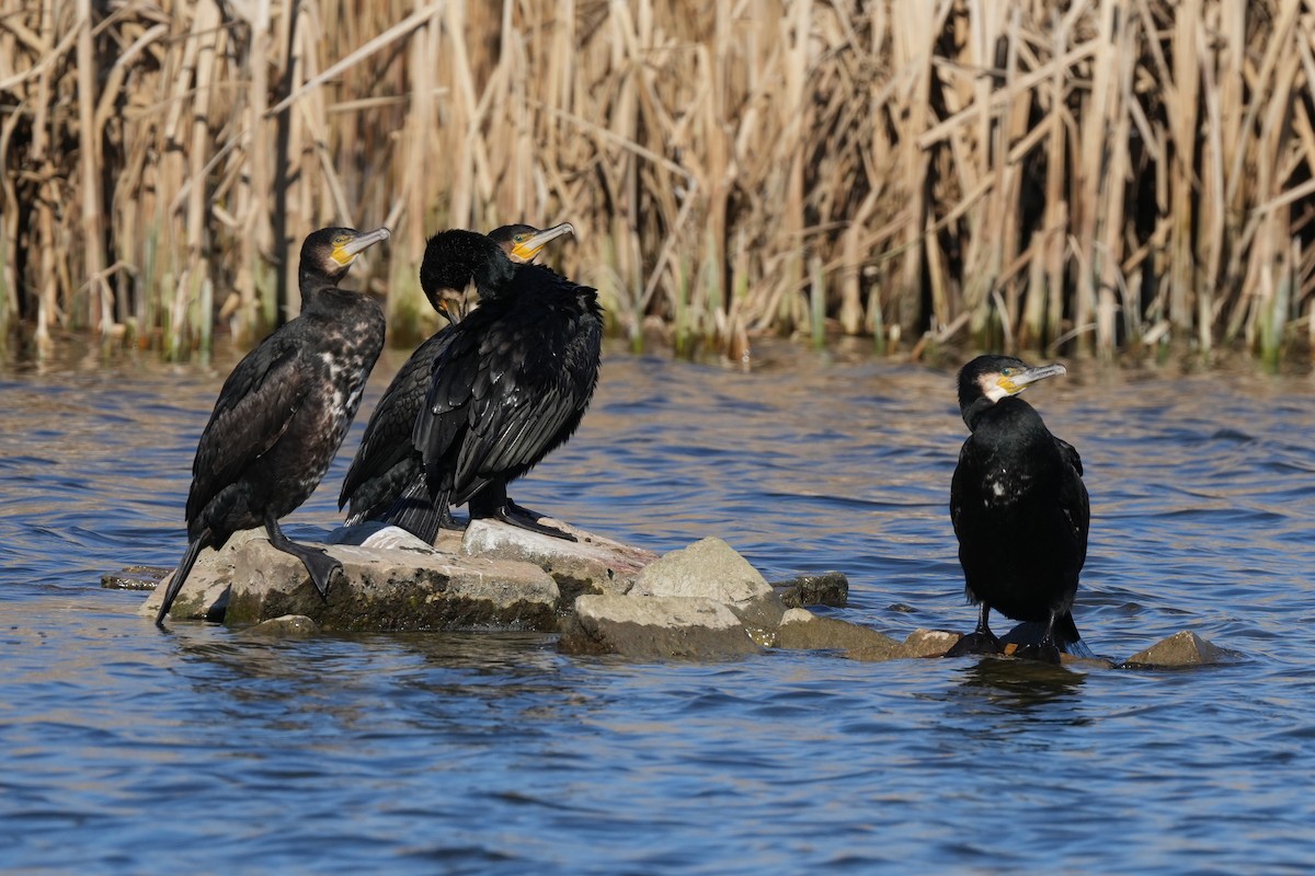 kormorán velký - ML647156352