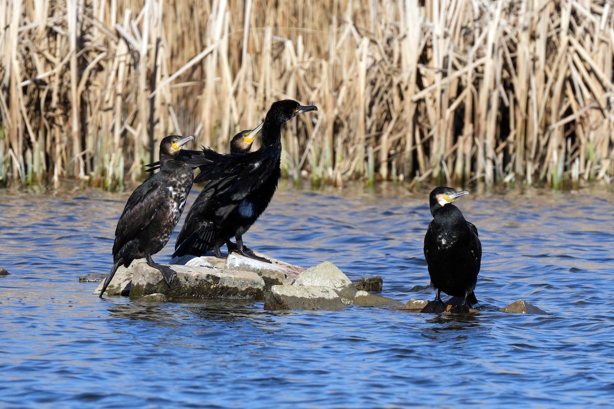 kormorán velký - ML647156353