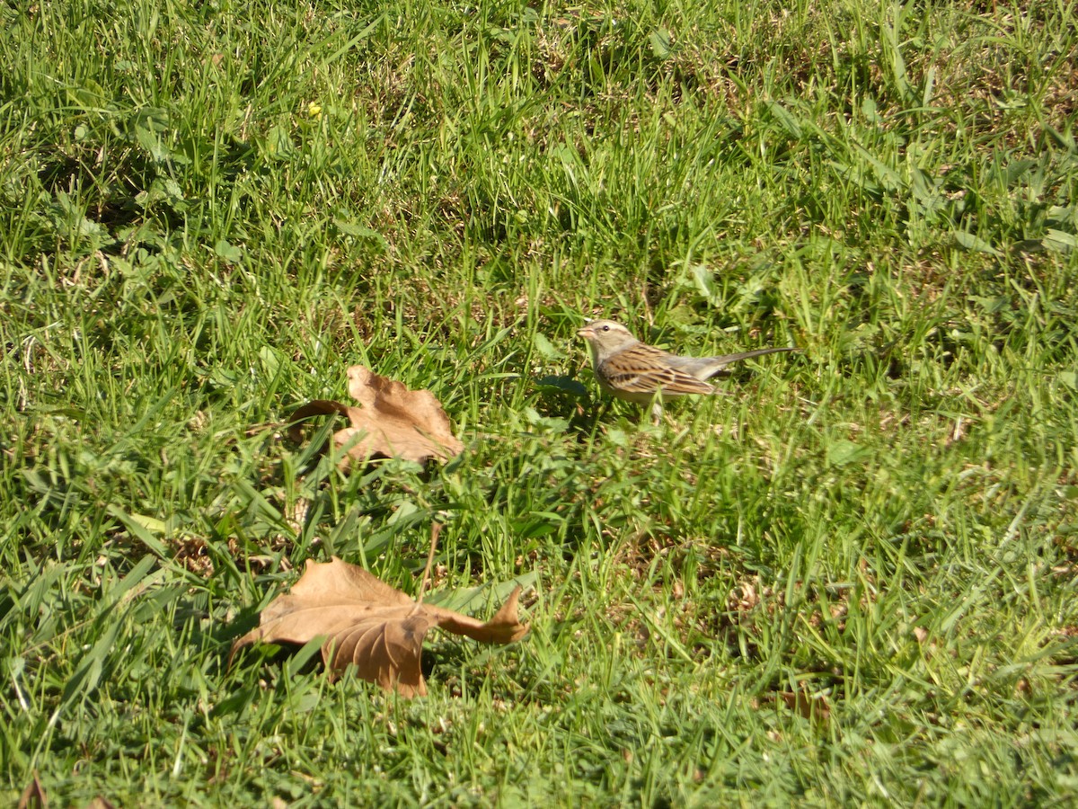 Chipping Sparrow - ML647156359