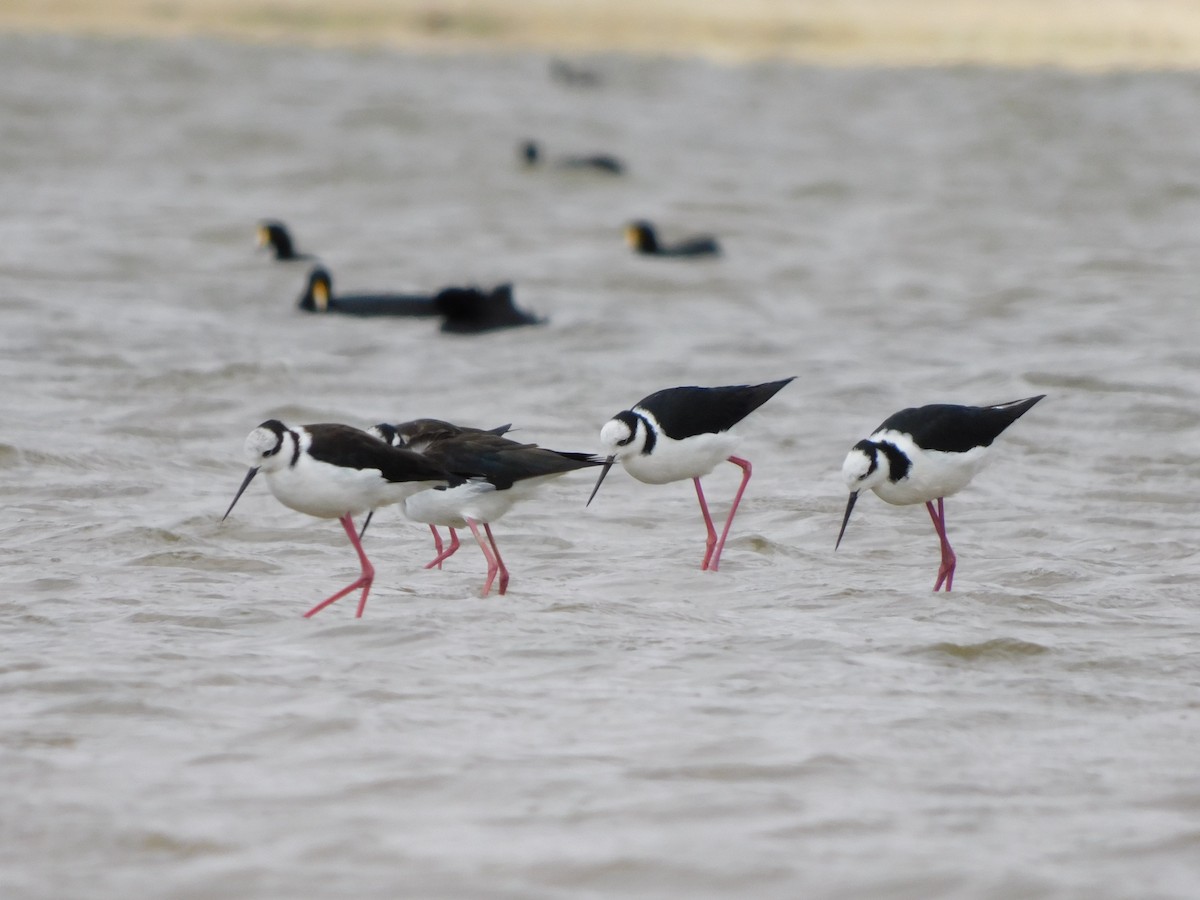 Black-necked Stilt - ML647156362