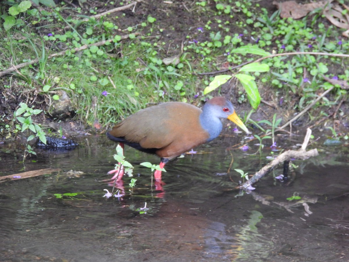Russet-naped Wood-Rail - ML647156363