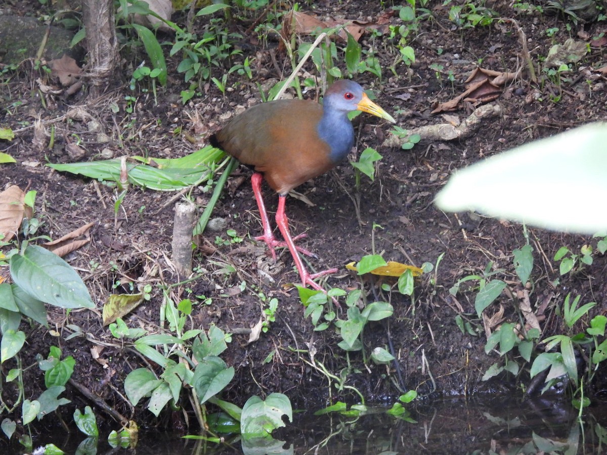 Russet-naped Wood-Rail - ML647156364