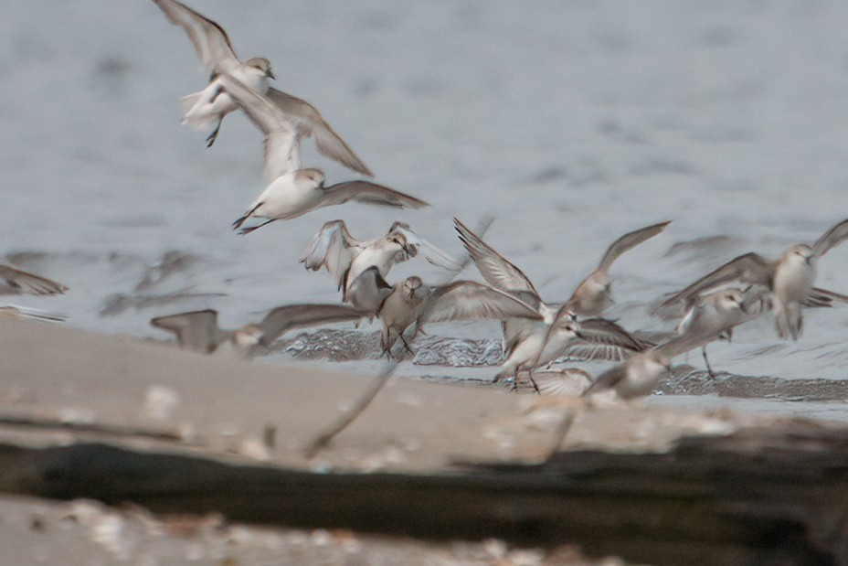 shorebird sp. - ML647156365