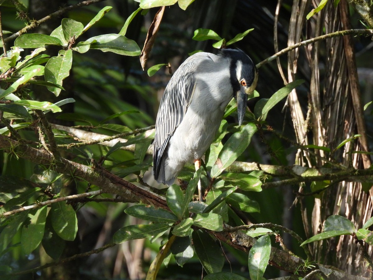 אנפת לילה צהובת-כיפה - ML647156368