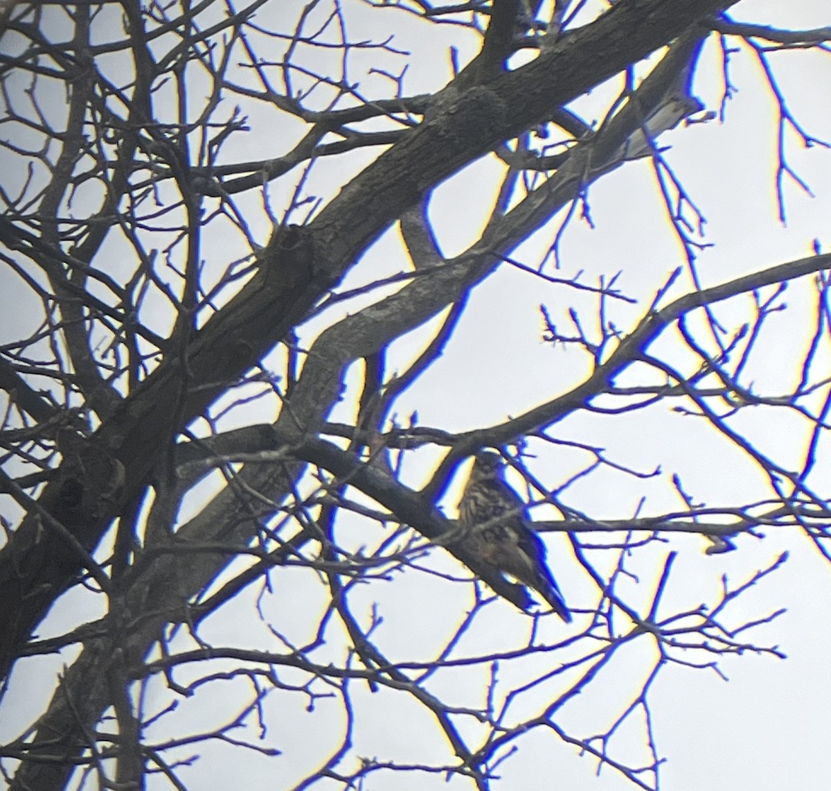 Merlin - ML647156369