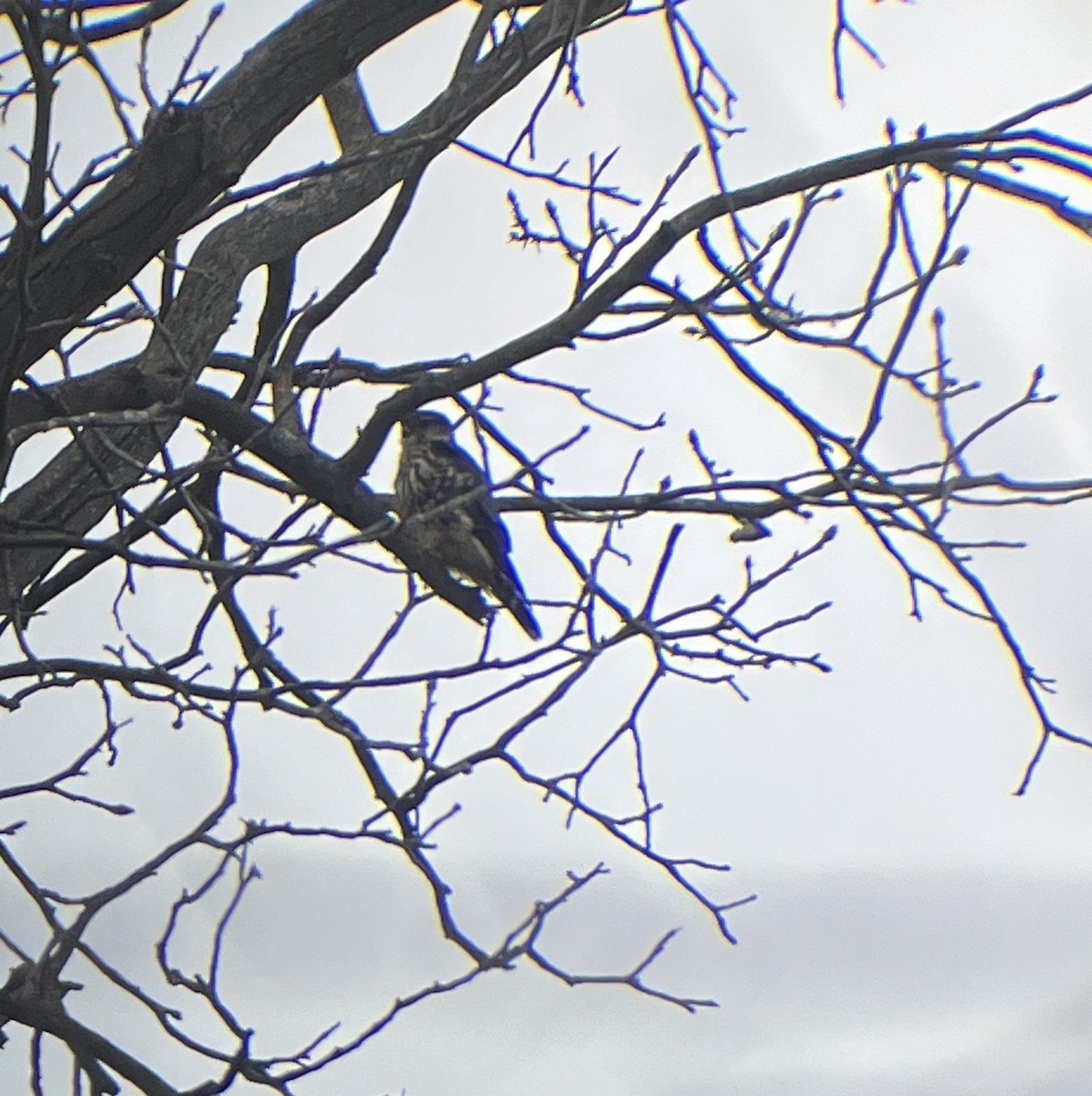 Merlin - ML647156370