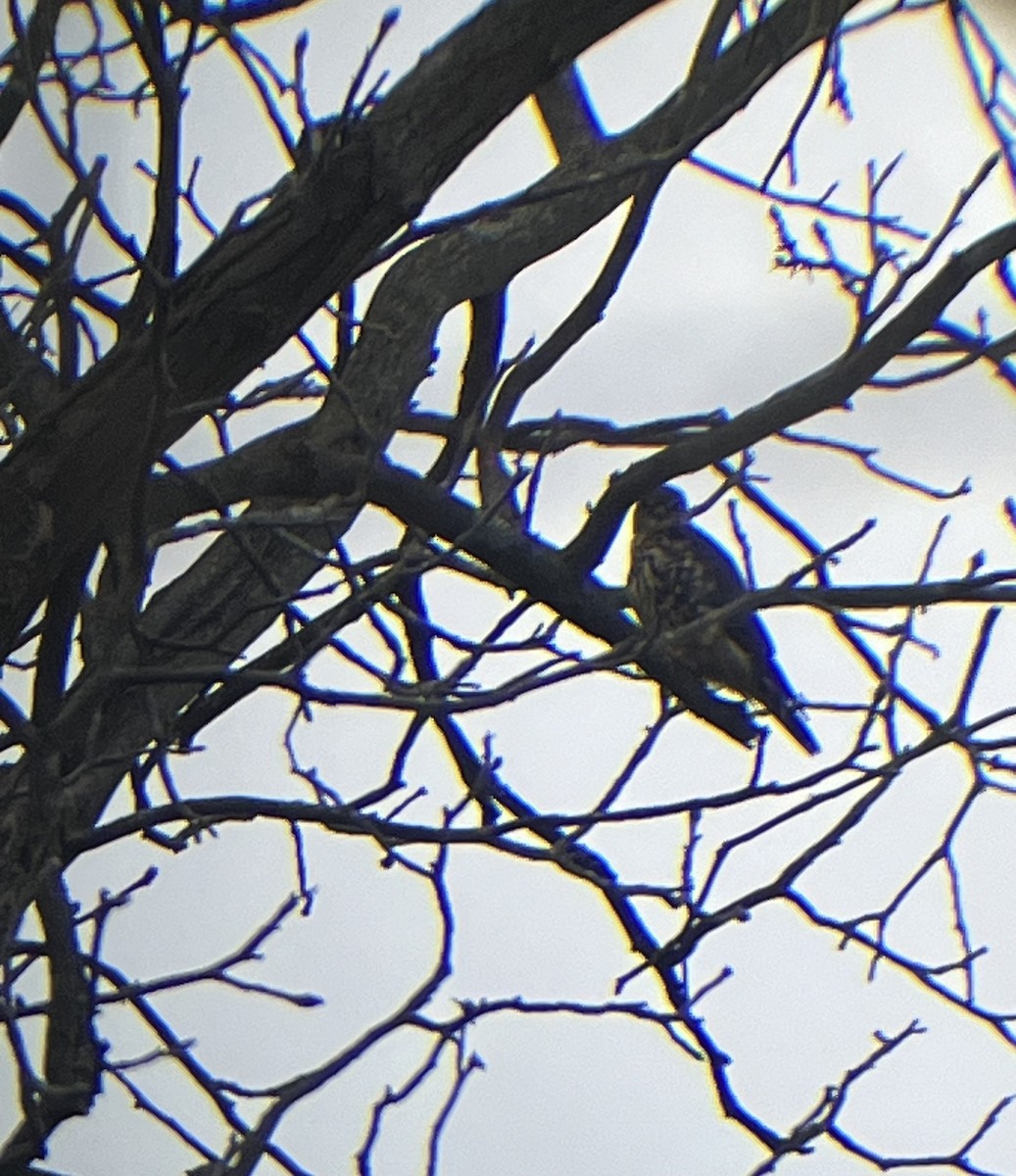 Merlin - ML647156371