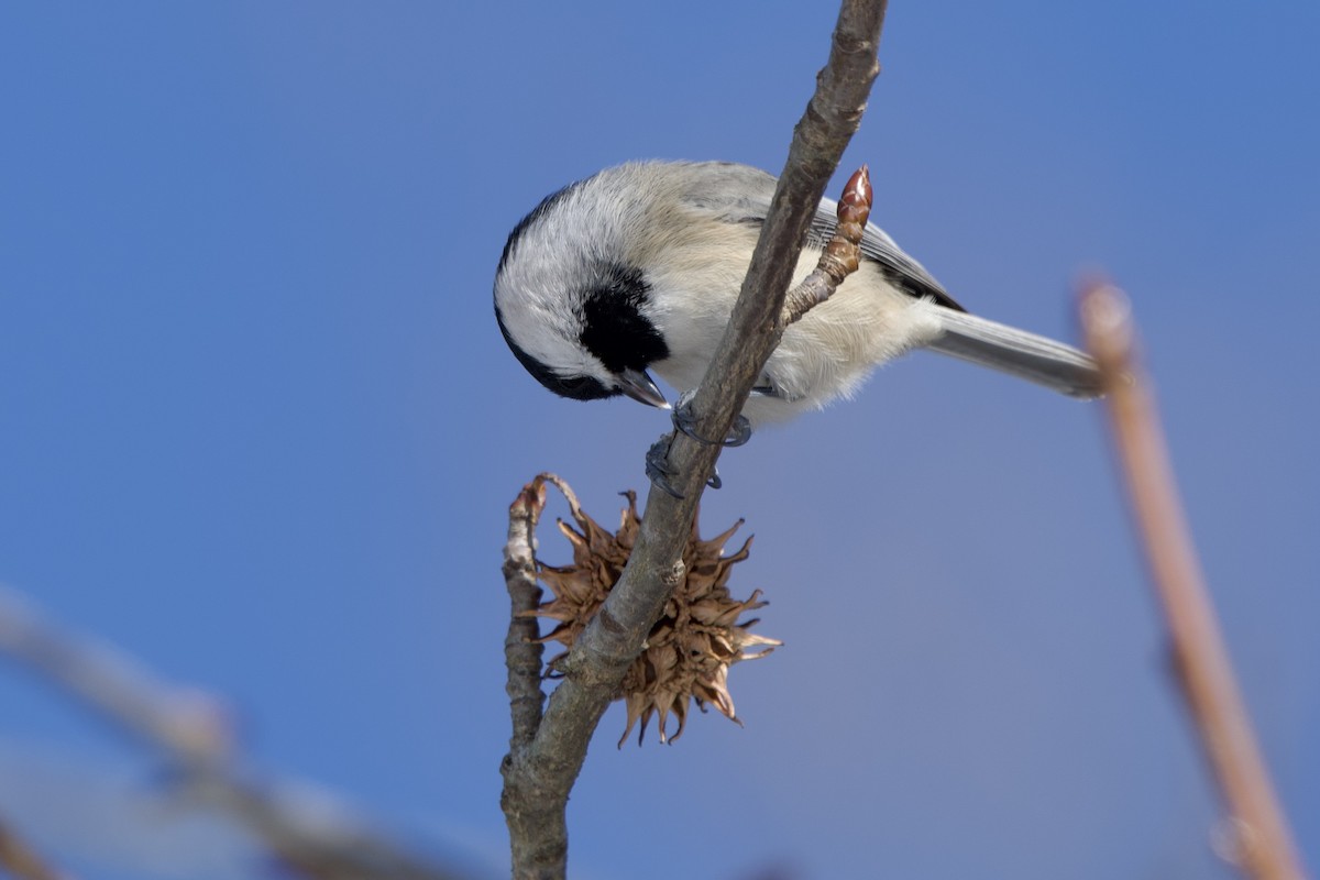 sýkora karolínská - ML647156374