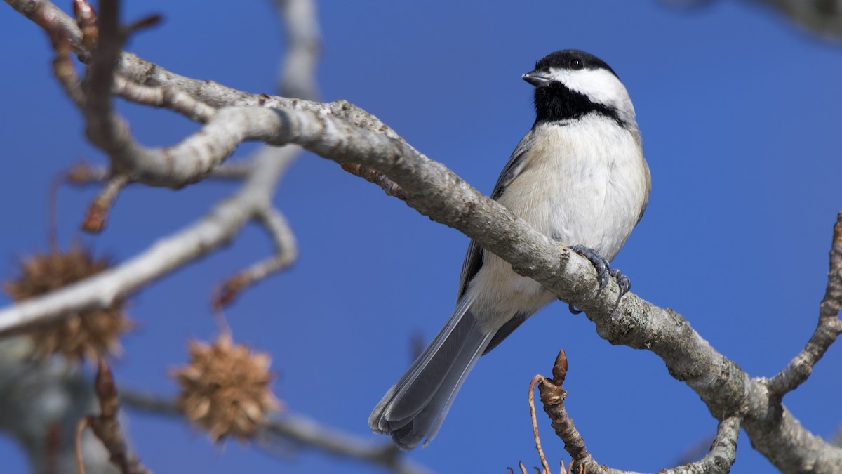 sýkora karolínská - ML647156375