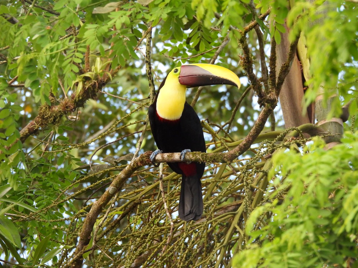 Yellow-throated Toucan - ML647156377