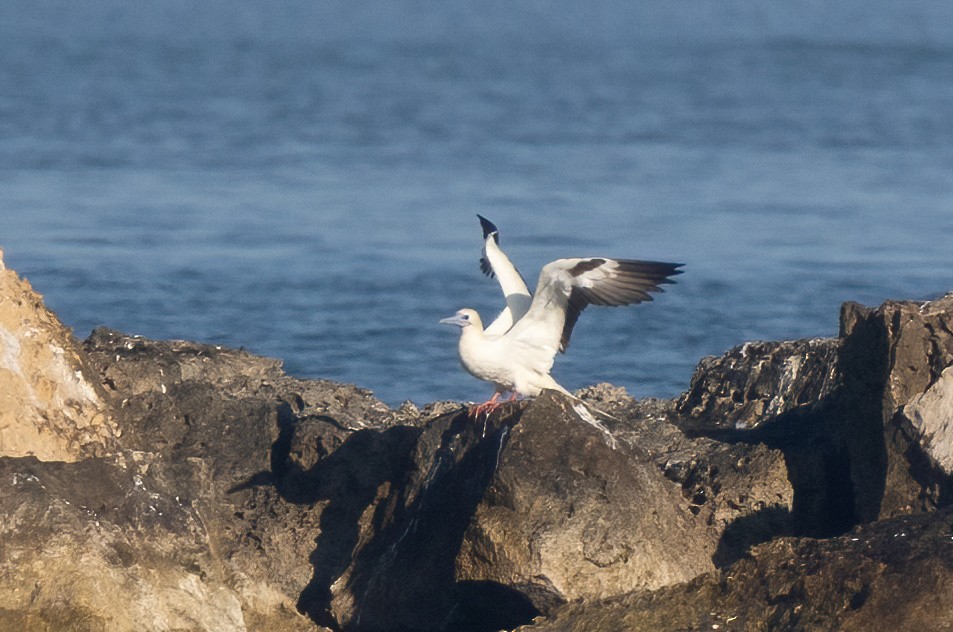 Red-footed Booby - Kalpesh Krishna