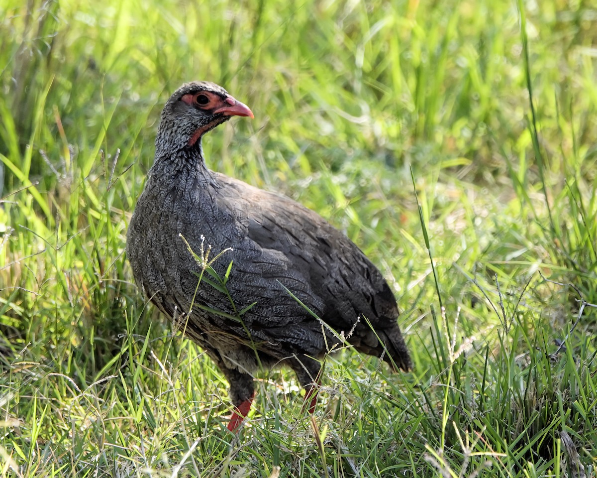 Red-necked Spurfowl - ML647156397