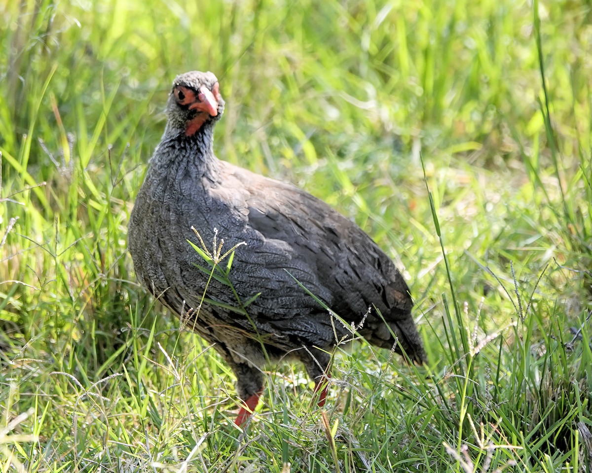 Red-necked Spurfowl - ML647156408
