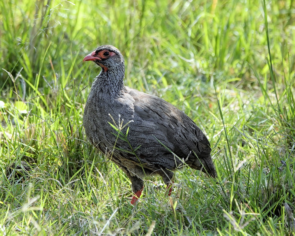 Red-necked Spurfowl - ML647156413