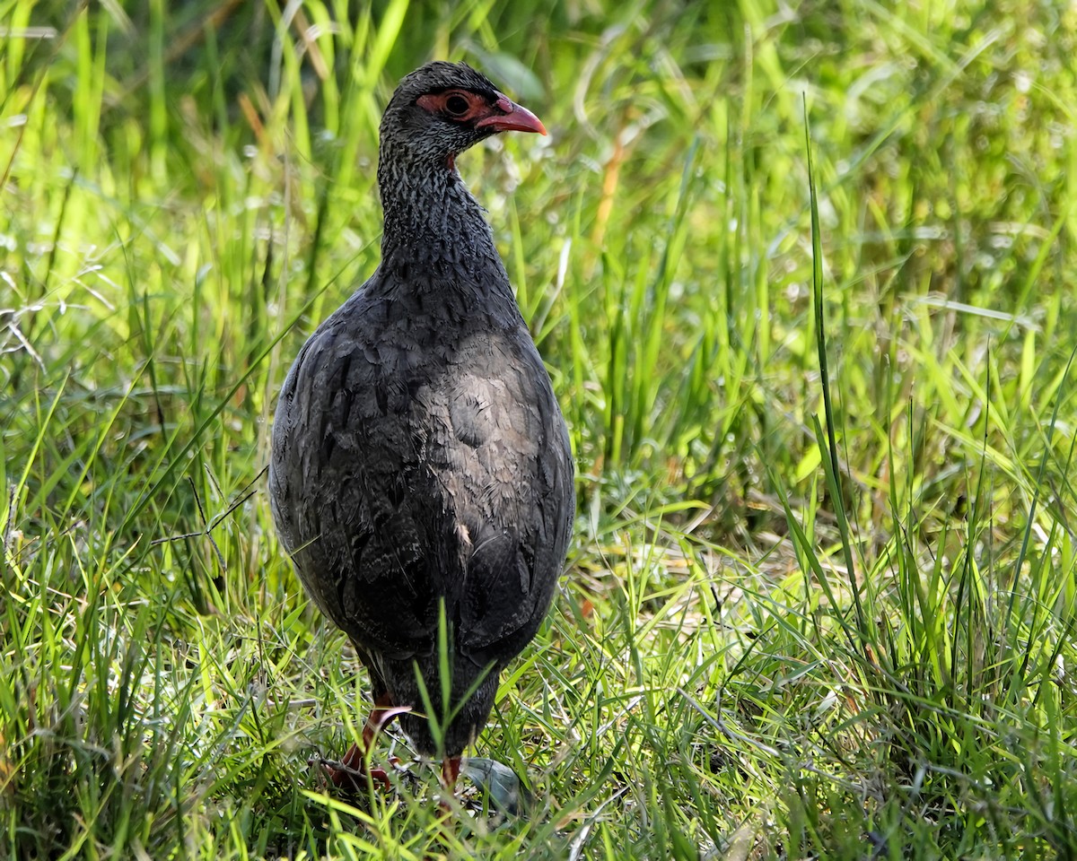 Red-necked Spurfowl - ML647156416