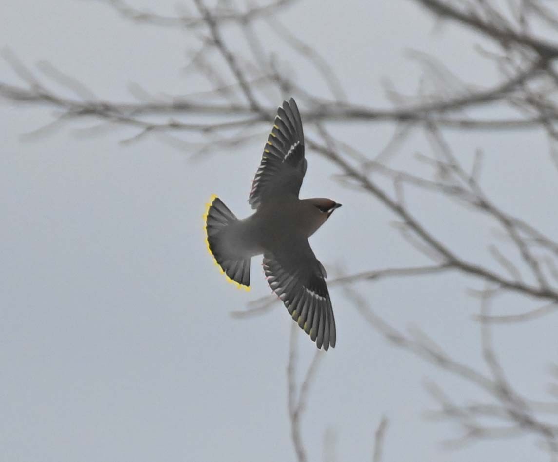 Bohemian Waxwing - ML647156419