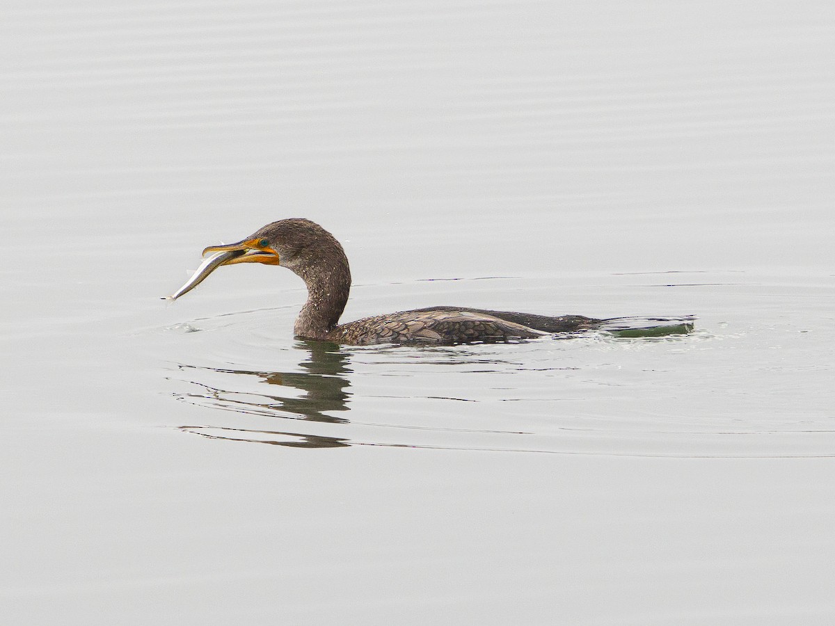 Double-crested Cormorant - ML647156420