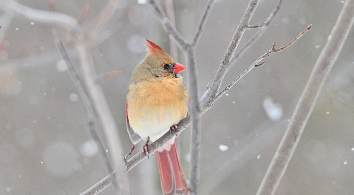 קרדינל צפוני - ML647156431