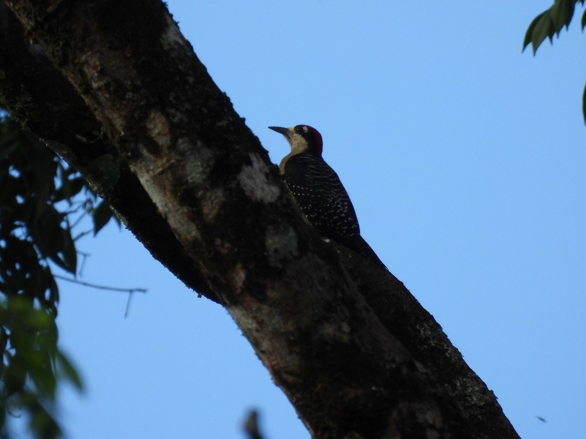 Black-cheeked Woodpecker - ML647156433