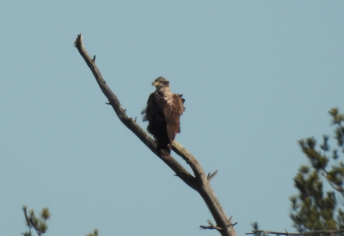 Bald Eagle - ML647156446