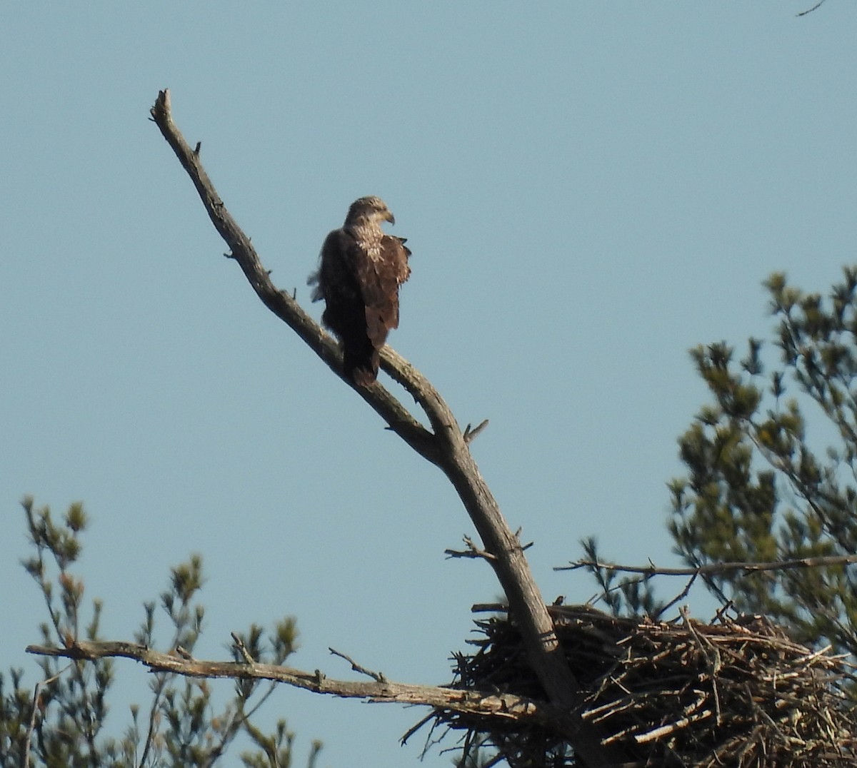 Bald Eagle - ML647156448