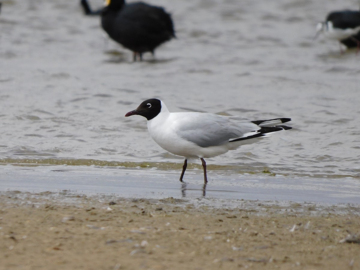 Andean Gull - ML647156450