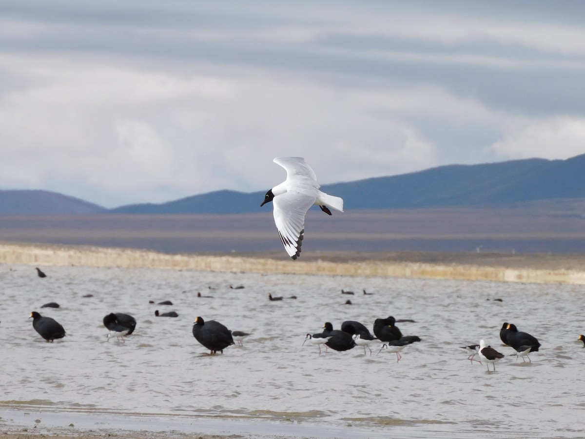 Andean Gull - ML647156459