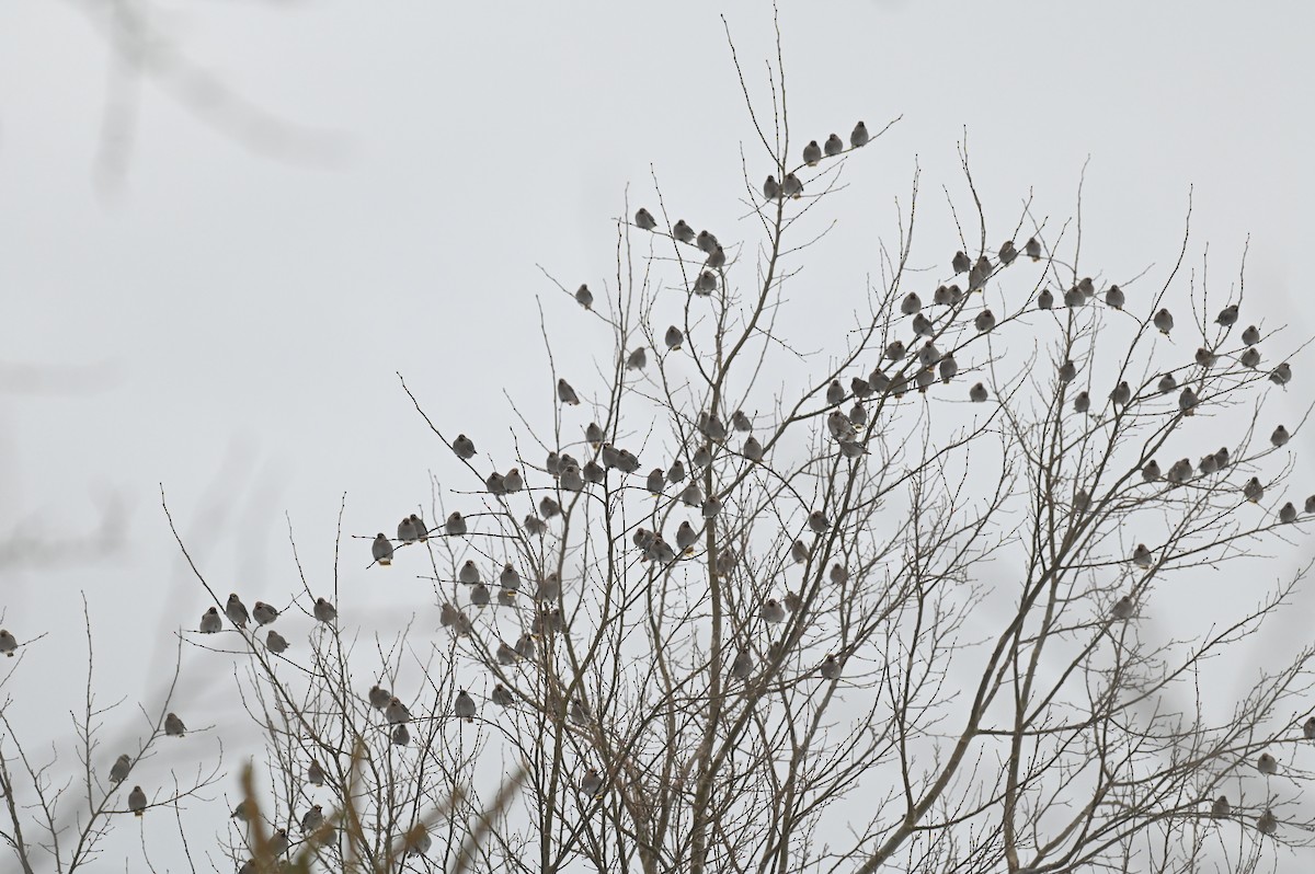 Bohemian Waxwing - ML647156464