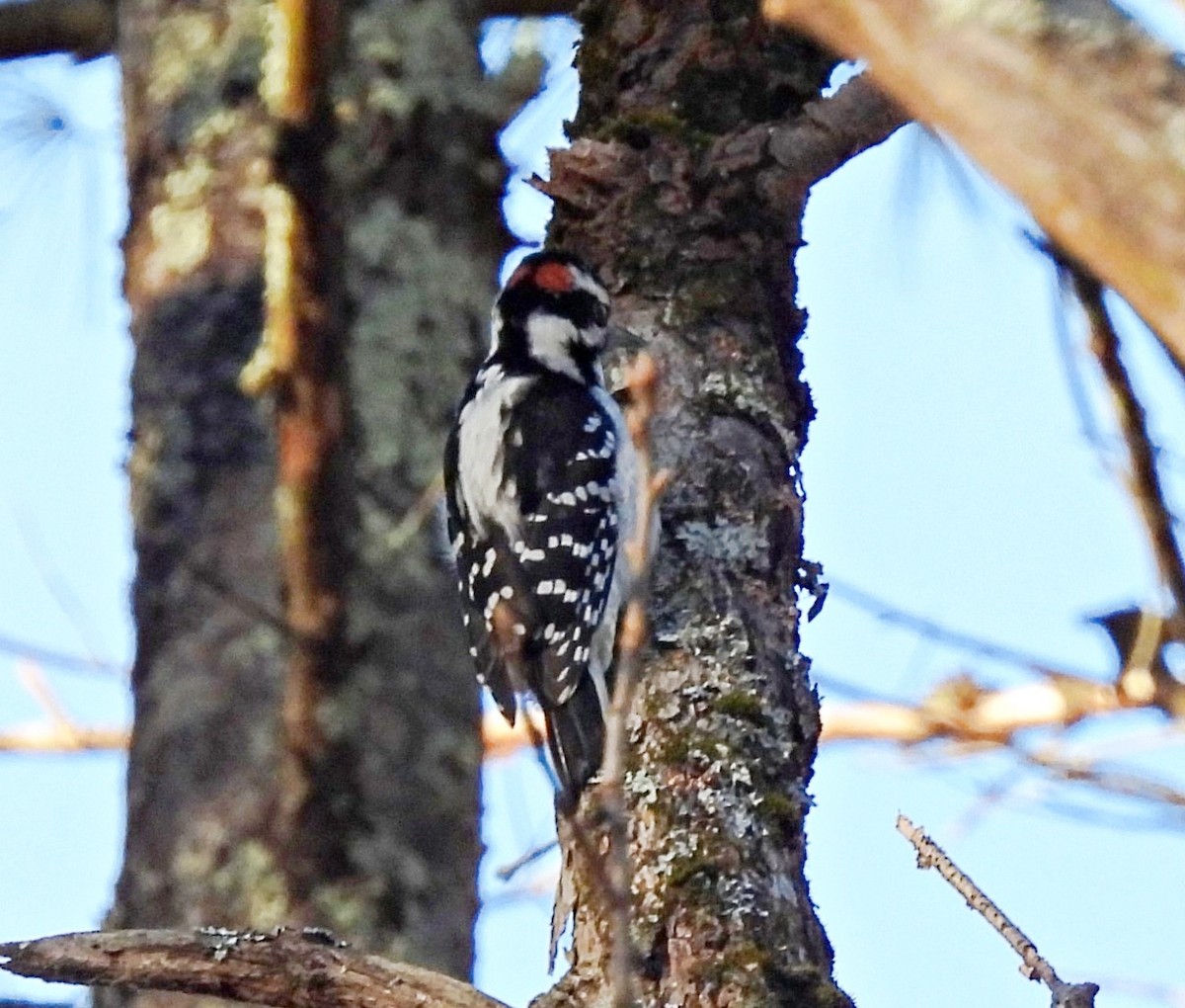 Hairy Woodpecker - ML647156465