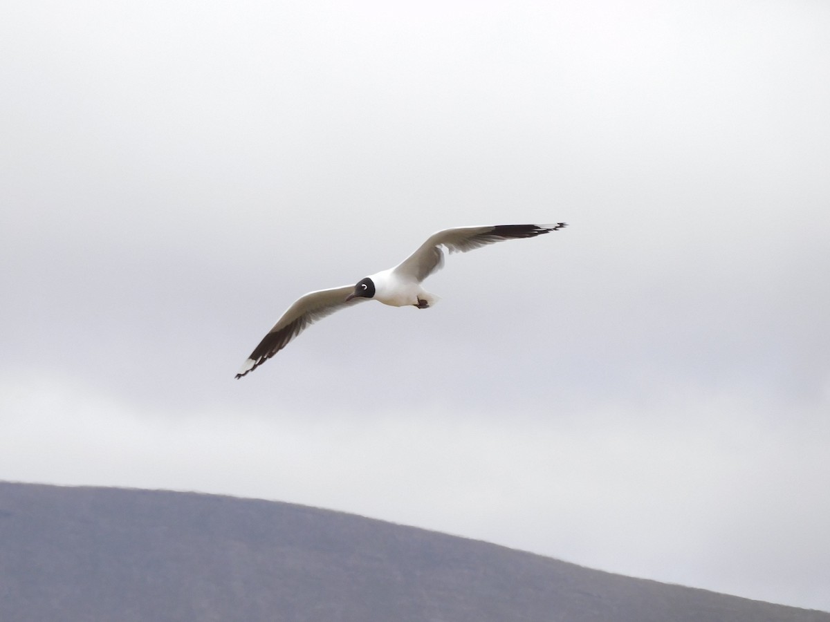 Andean Gull - ML647156468