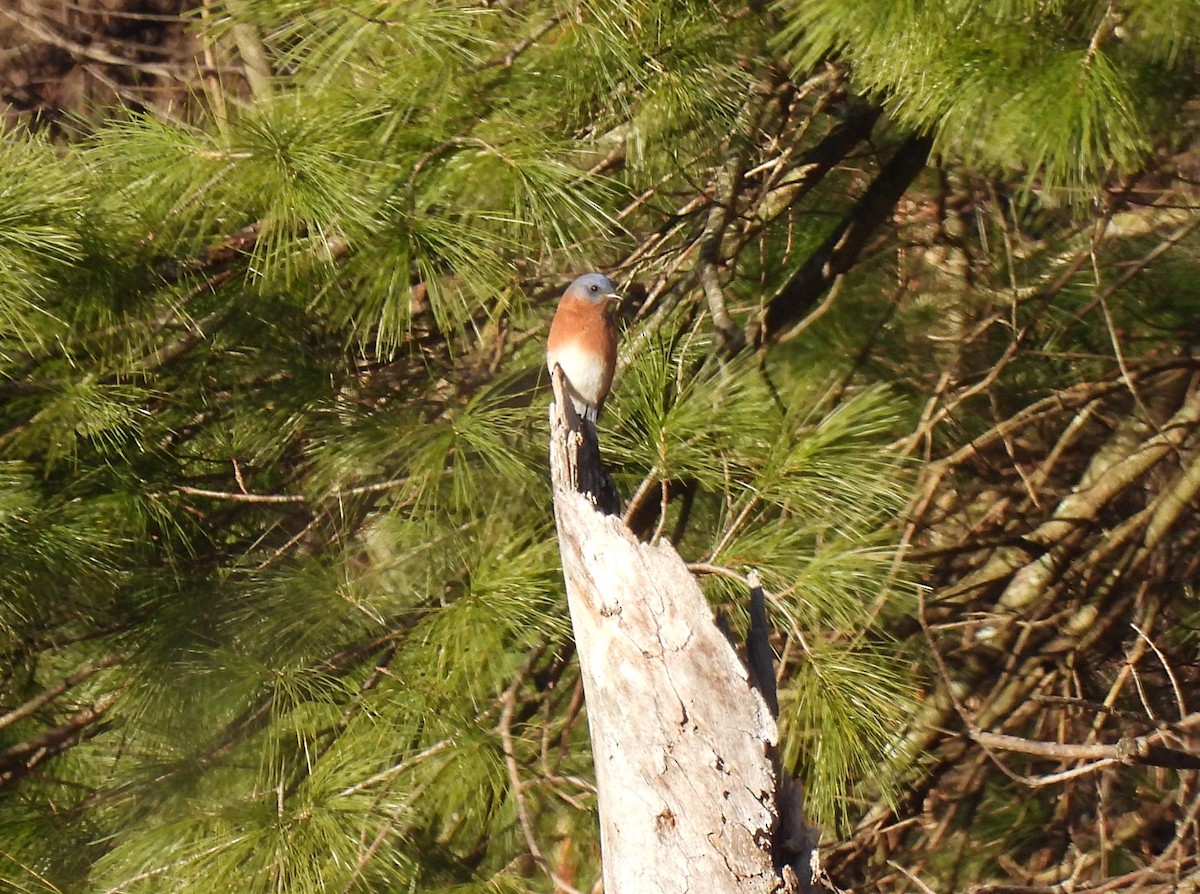 Eastern Bluebird - ML647156473