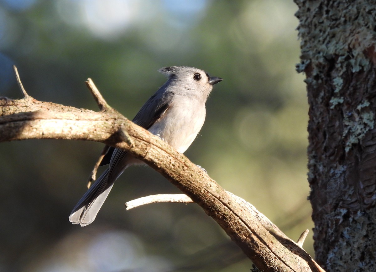 Tufted Titmouse - ML647156477