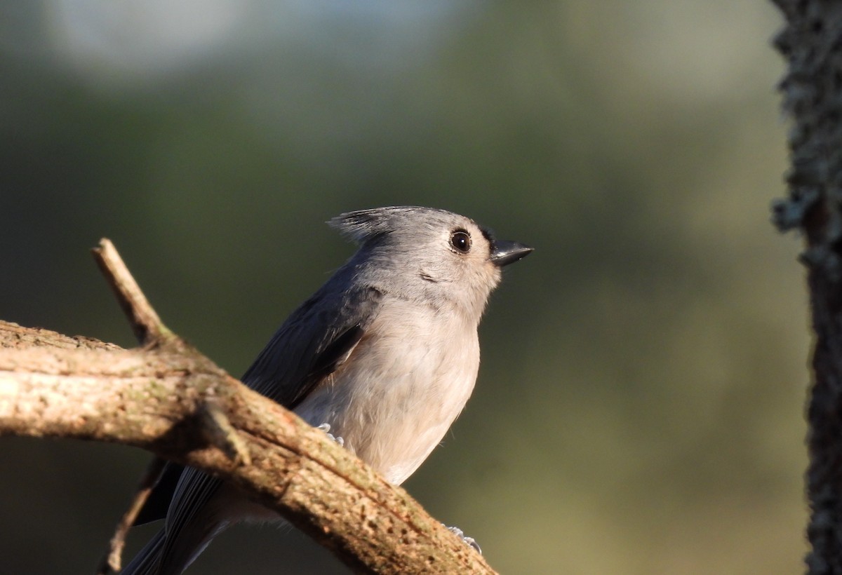 Tufted Titmouse - ML647156482