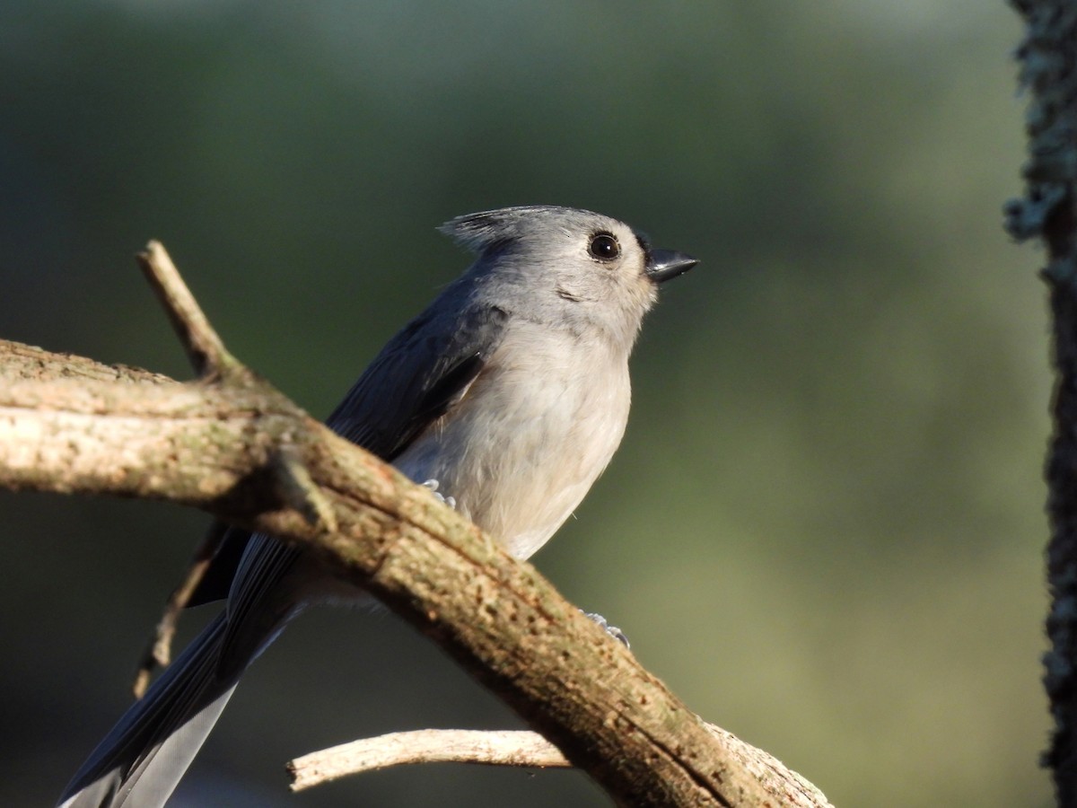 Tufted Titmouse - ML647156485
