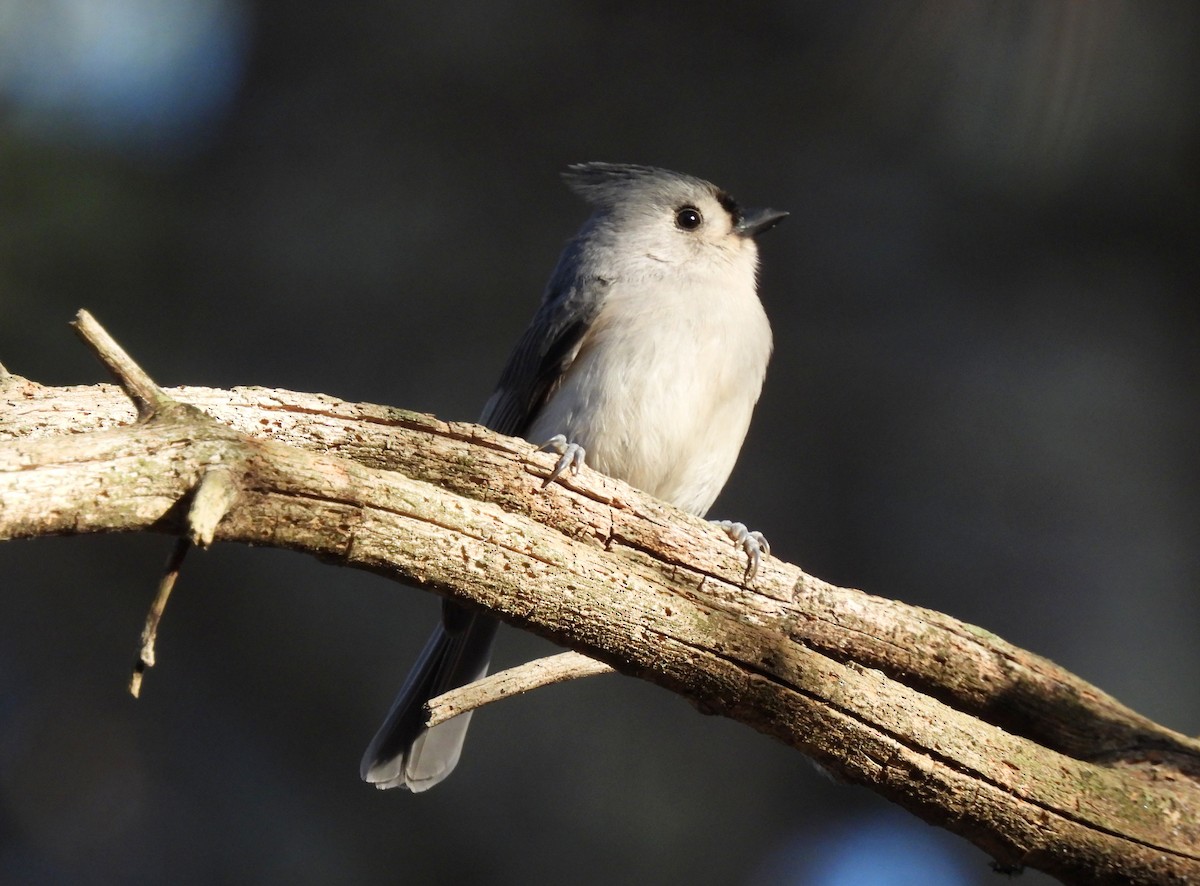 Tufted Titmouse - ML647156489