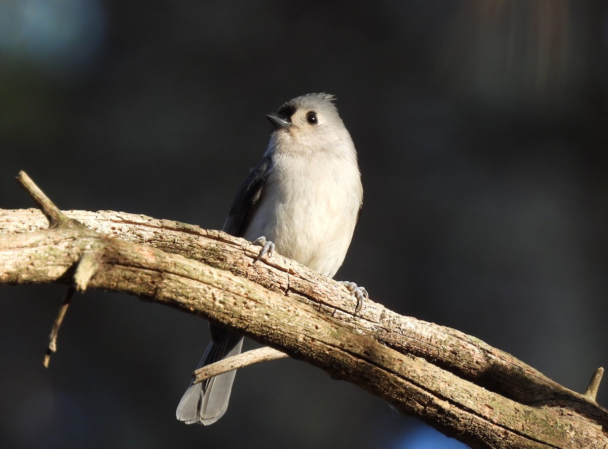 Tufted Titmouse - ML647156493