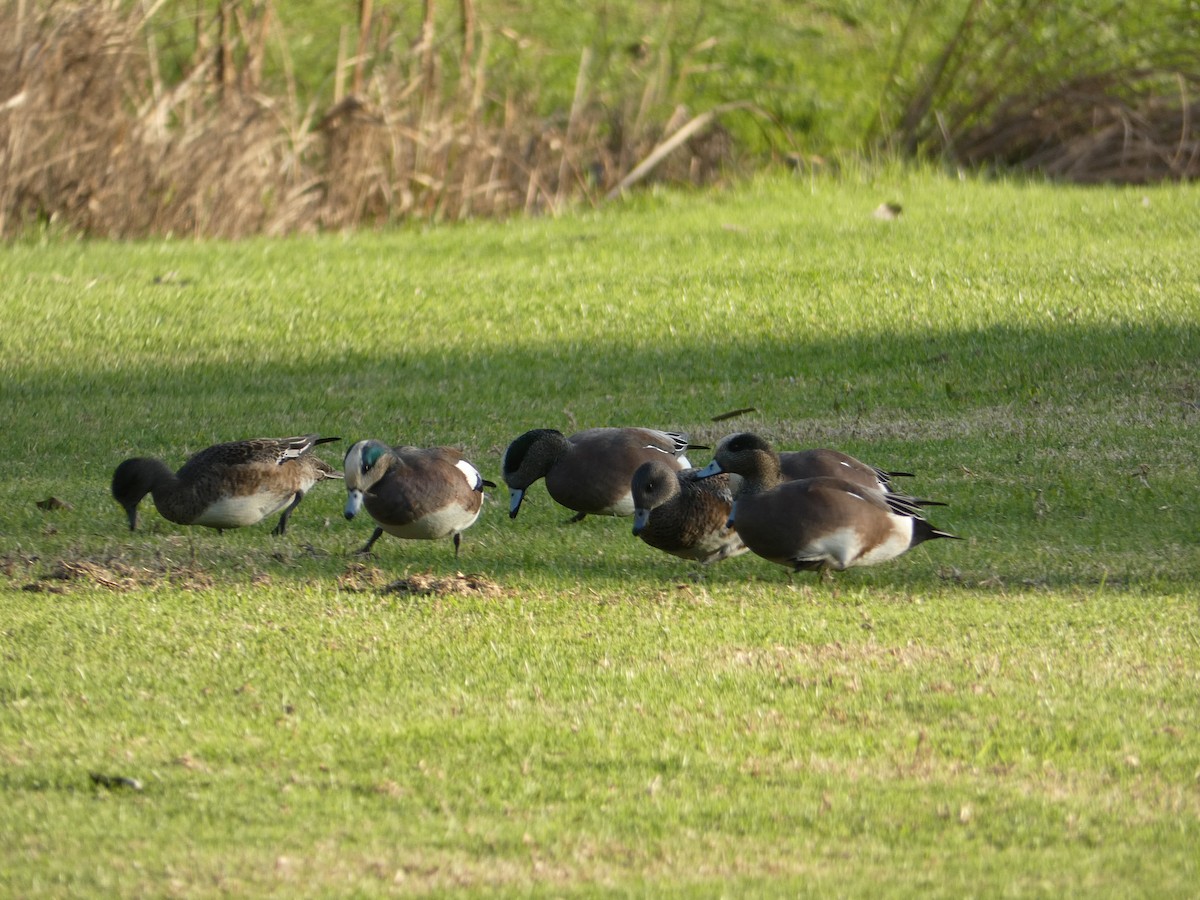American Wigeon - ML647156498