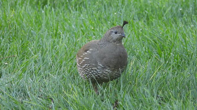 שליו קליפורני - ML647156499